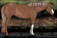 Horse Color:Chestnut Rabicano 