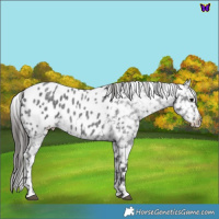Horse Color:Blue Roan Appaloosa 