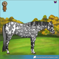 Horse Color:Blue Roan Appaloosa 