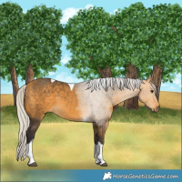 Horse Color:White Spotted Silver Buckskin Tobiano 