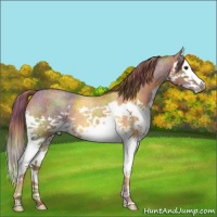 Horse Color:Nacre Red Roan Splash 