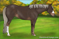 Horse Color:Liver Chestnut 