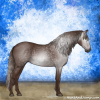 Horse Color:Gray Chestnut 