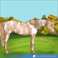 Horse Color:White Spotted Chestnut Pearl 