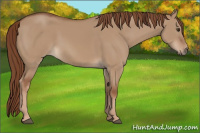 Horse Color:Red Dun 