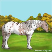Horse Color:White Spotted Bay Appaloosa 