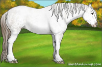 Horse Color:White Spotted Smoky Grullo Appaloosa 
