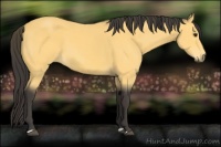 Horse Color:Buckskin 