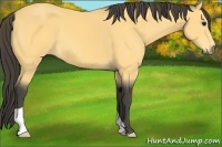 Horse Color:Buckskin 