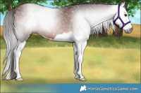 Horse Color:Gray Bay Splash 