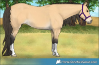 Horse Color:Buckskin 
