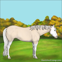 Horse Color:Silver Amber Champagne Dun Splash 