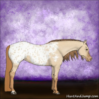 Horse Color:Red Dun Appaloosa 