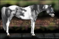 Horse Color:White Spotted Black Splash Tobiano Frame Appaloosa