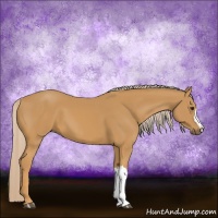 Horse Color:Palomino 