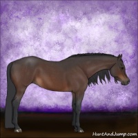 Horse Color:Bay Roan 