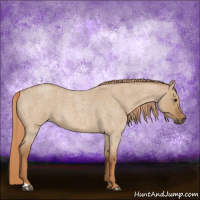Horse Color:Red Dun Roan 