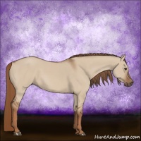 Horse Color:Red Dun 
