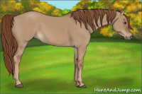 Horse Color:Red Dun 