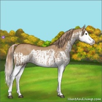 Horse Color:Red Dun Splash  and Red Dun Splash 
