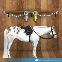 Horse Color:Liver Red Dun Appaloosa Brindle 