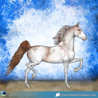 Horse Color:White Spotted Chestnut Sabino 