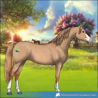 Horse Color:Red Dun Rabicano 