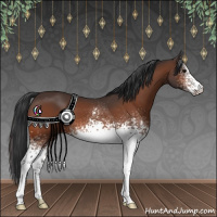 Horse Color:White Spotted Bay 