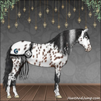 Horse Color:Brown Appaloosa