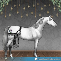 Horse Color:Gray Blue Roan 