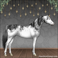 Horse Color:Gray White Spotted Black 