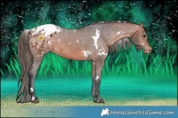 Horse Color:White Spotted Bay Appaloosa 