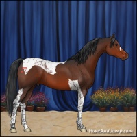 Horse Color:Brown Tobiano