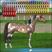 Horse Color:White Spotted Brown Dun 