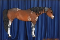 Horse Color:White Spotted Bay 