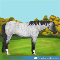 Horse Color:Blue Roan Rabicano