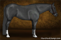 Horse Color:Blue Roan 