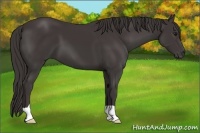 Horse Color:Smoky Black 