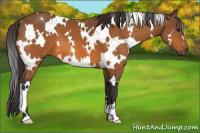 Horse Color:White Spotted Buckskin 