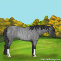 Horse Color:Blue Roan Rabicano 