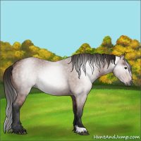 Horse Color:Gray Bay Roan Rabicano 