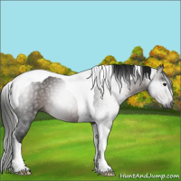 Horse Color:Gray Bay Tobiano
