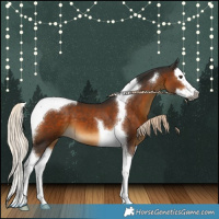 Horse Color:Gray Chocolate Palomino Splash Tobiano 