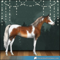 Horse Color:Gray Chocolate Palomino Splash Tobiano 