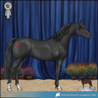Horse Color:Black 
