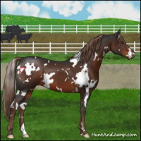 Horse Color:White Spotted Liver Chestnut 