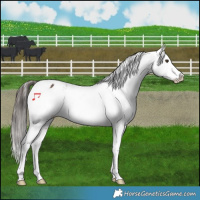 Horse Color:Liver Chestnut Snowflake Varnish 