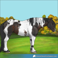 Horse Color:Brown Tobiano 