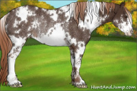 Horse Color:White Spotted Liver Chestnut Sabino Rabicano 