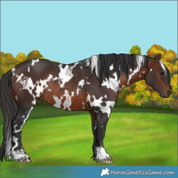 Horse Color:White Spotted Brown Rabicano 